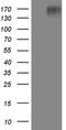 EGFR L858R antibody, TA806824, Origene, Western Blot image 