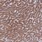 PET117 antibody, PA5-61574, Invitrogen Antibodies, Immunohistochemistry frozen image 