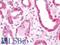 RAB2A, Member RAS Oncogene Family antibody, LS-B10828, Lifespan Biosciences, Immunohistochemistry frozen image 