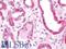 Ras-related protein Rab-2A antibody, LS-B10828, Lifespan Biosciences, Immunohistochemistry frozen image 