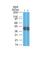 Keratin 18 antibody, NBP2-44943, Novus Biologicals, Western Blot image 