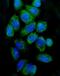 Cytochrome C, Somatic antibody, PA1118, Boster Biological Technology, Immunofluorescence image 