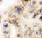 Junction Plakoglobin antibody, LS-C344038, Lifespan Biosciences, Immunocytochemistry image 