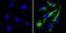 Peptidylprolyl Isomerase B antibody, PA1-027A, Invitrogen Antibodies, Immunofluorescence image 