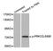 Protein Kinase C Theta antibody, MBS128318, MyBioSource, Western Blot image 