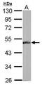 Basic Leucine Zipper Nuclear Factor 1 antibody, PA5-30714, Invitrogen Antibodies, Western Blot image 