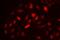 Cyclin A2 antibody, PB9424, Boster Biological Technology, Immunofluorescence image 