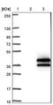 Nucleic Acid Binding Protein 2 antibody, NBP1-82718, Novus Biologicals, Western Blot image 
