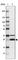 Vesicle transport through interaction with t-SNAREs homolog 1A antibody, HPA054108, Atlas Antibodies, Western Blot image 