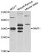DIMT1 RRNA Methyltransferase And Ribosome Maturation Factor antibody, A14030, Boster Biological Technology, Western Blot image 