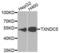 Thioredoxin domain-containing protein 5 antibody, LS-C346360, Lifespan Biosciences, Western Blot image 