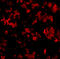 Tripartite motif-containing protein 5 antibody, 3247, ProSci, Immunofluorescence image 