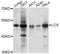 Lysyl Oxidase antibody, abx125180, Abbexa, Western Blot image 