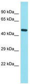 Family With Sequence Similarity 221 Member B antibody, TA334902, Origene, Western Blot image 