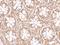 RASD Family Member 2 antibody, NBP1-77313, Novus Biologicals, Immunohistochemistry frozen image 