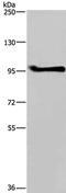 LLGL Scribble Cell Polarity Complex Component 1 antibody, PA5-50698, Invitrogen Antibodies, Western Blot image 