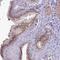 Pleckstrin Homology Domain Containing A4 antibody, PA5-60182, Invitrogen Antibodies, Immunohistochemistry paraffin image 