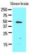 Growth Arrest Specific 7 antibody, MBS200146, MyBioSource, Western Blot image 