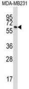 Butyrophilin Subfamily 3 Member A1 antibody, abx027428, Abbexa, Western Blot image 