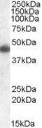 Apolipoprotein L1 antibody, AHP1896, Bio-Rad (formerly AbD Serotec) , Enzyme Linked Immunosorbent Assay image 