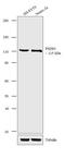 Discs Large MAGUK Scaffold Protein 2 antibody, NB300-546, Novus Biologicals, Western Blot image 