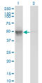 Actin Like 6A antibody, LS-C196606, Lifespan Biosciences, Western Blot image 
