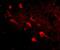 SLIT and NTRK-like protein 5 antibody, NBP2-81915, Novus Biologicals, Immunofluorescence image 