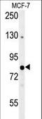 OXR1 antibody, LS-C163304, Lifespan Biosciences, Western Blot image 