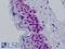 Actin Like 6A antibody, LS-B9135, Lifespan Biosciences, Immunohistochemistry frozen image 