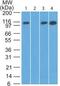 Dishevelled Associated Activator Of Morphogenesis 2 antibody, PA5-23201, Invitrogen Antibodies, Western Blot image 