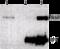 TNF Receptor Superfamily Member 11a antibody, ab13918, Abcam, Immunoprecipitation image 