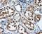 Nitrilase Family Member 2 antibody, GTX84039, GeneTex, Immunohistochemistry paraffin image 