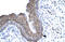 Forkhead Box E3 antibody, 27-546, ProSci, Enzyme Linked Immunosorbent Assay image 