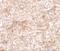 TNF Superfamily Member 4 antibody, A02554-2, Boster Biological Technology, Immunohistochemistry frozen image 