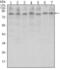 CCCTC-Binding Factor antibody, abx012166, Abbexa, Enzyme Linked Immunosorbent Assay image 