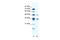 Zinc Finger Protein 577 antibody, 28-423, ProSci, Western Blot image 