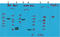 Potassium Voltage-Gated Channel Subfamily H Member 5 antibody, STJ97595, St John