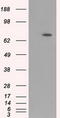 Aryl Hydrocarbon Receptor Nuclear Translocator Like antibody, M00260-1, Boster Biological Technology, Western Blot image 