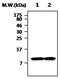 Thioredoxin antibody, ab86255, Abcam, Western Blot image 