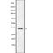 Olfactory Receptor Family 5 Subfamily H Member 6 (Gene/Pseudogene) antibody, abx217445, Abbexa, Western Blot image 