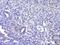 Adrenoceptor Alpha 2C antibody, orb155600, Biorbyt, Immunohistochemistry paraffin image 
