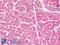 Dishevelled Associated Activator Of Morphogenesis 1 antibody, LS-B9032, Lifespan Biosciences, Immunohistochemistry paraffin image 