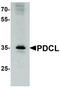 Phosducin Like antibody, LS-C336184, Lifespan Biosciences, Western Blot image 