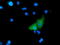 NEDD9-interacting protein with calponin homology and LIM domains antibody, M04949, Boster Biological Technology, Immunofluorescence image 