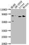 DnaJ Heat Shock Protein Family (Hsp40) Member C10 antibody, CSB-PA809006LA01HU, Cusabio, Western Blot image 