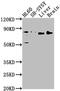 DnaJ homolog subfamily C member 10 antibody, CSB-PA809006LA01HU, Cusabio, Western Blot image 