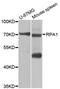 Replication Protein A1 antibody, MBS128003, MyBioSource, Western Blot image 