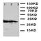 CRAF1 antibody, orb137886, Biorbyt, Western Blot image 