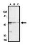Serine/Threonine Kinase 17a antibody, MBS395887, MyBioSource, Western Blot image 