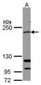 RPTOR Independent Companion Of MTOR Complex 2 antibody, GTX104617, GeneTex, Western Blot image 